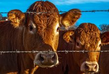 product livestock Мал шаруашылығына несие алу 2024: Қалай тиімді несие рәсімдеуге болады?
