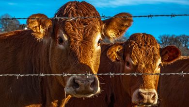 product livestock Мал шаруашылығына несие алу 2024: Қалай тиімді несие рәсімдеуге болады?