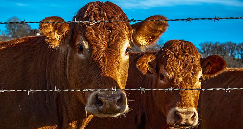 Мал шаруашылығына несие алу 2024: Қалай тиімді несие рәсімдеуге болады? 1 product livestock Мал шаруашылығына несие алу 2024: Қалай тиімді несие рәсімдеуге болады?